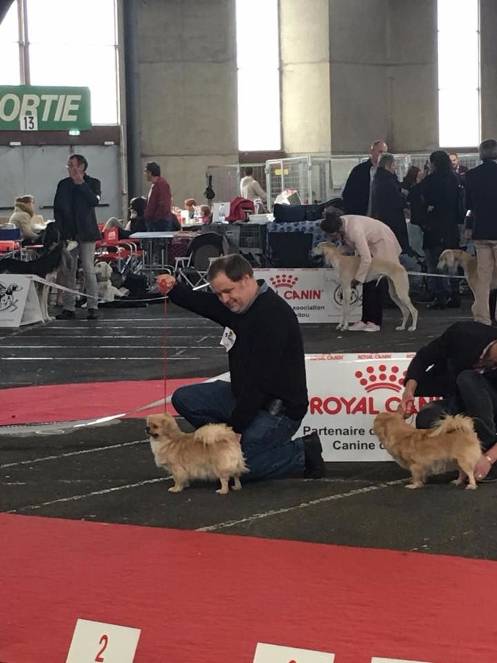 de la Tsaparang Valley - Exposition canine internationale de Poitiers