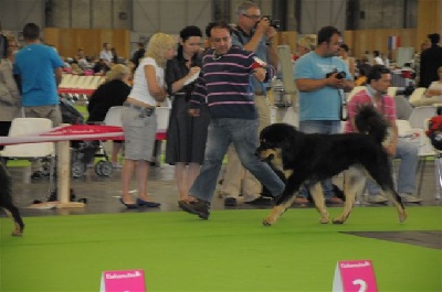 de la Tsaparang Valley - Drukda au World Dog Show