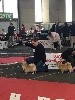  - Exposition canine internationale de Poitiers