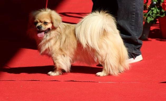 de la Tsaparang Valley - Exposition Canine nationale de Brive la Gaillarde