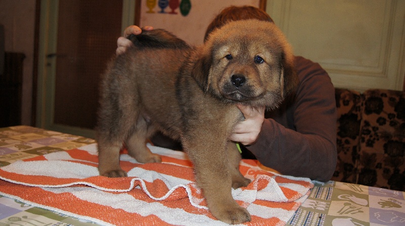 de la Tsaparang Valley - Dogue du Tibet - Portée née le 17/09/2011